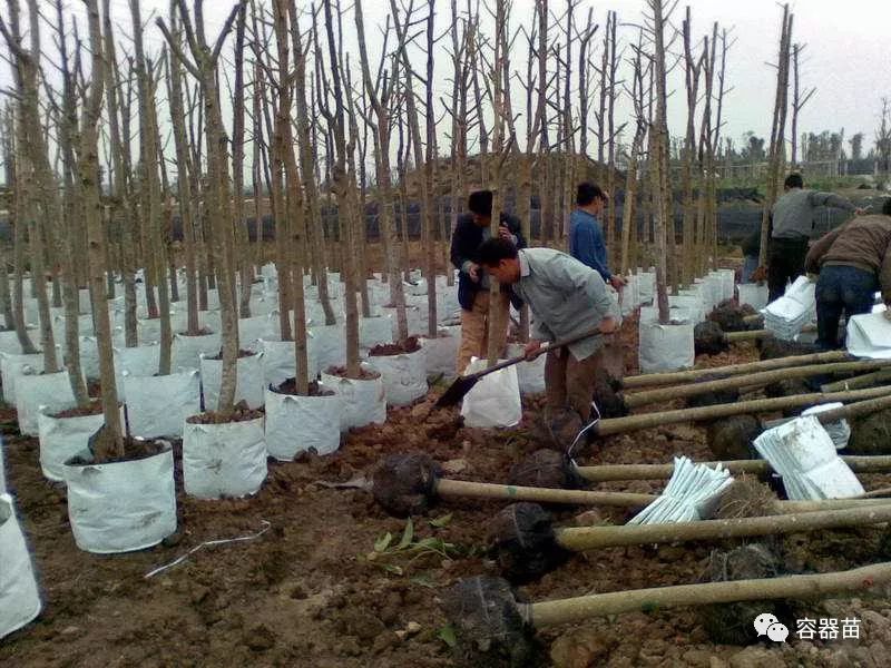 无纺布袋在容器育苗中如此流行,但绝非完美!  第3张 无纺布袋在容器育苗中如此流行,但绝非完美!  第3张