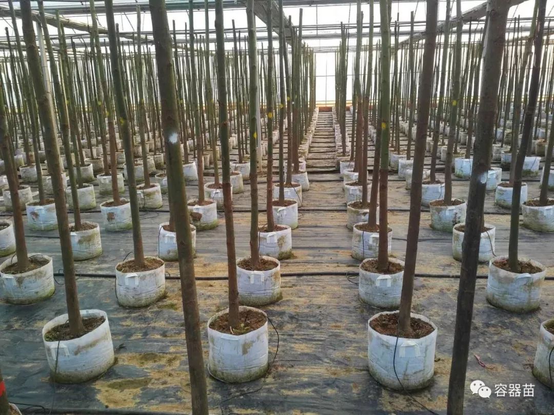 无纺布袋在容器育苗中如此流行,但绝非完美!  第2张 无纺布袋在容器育苗中如此流行,但绝非完美!  第2张