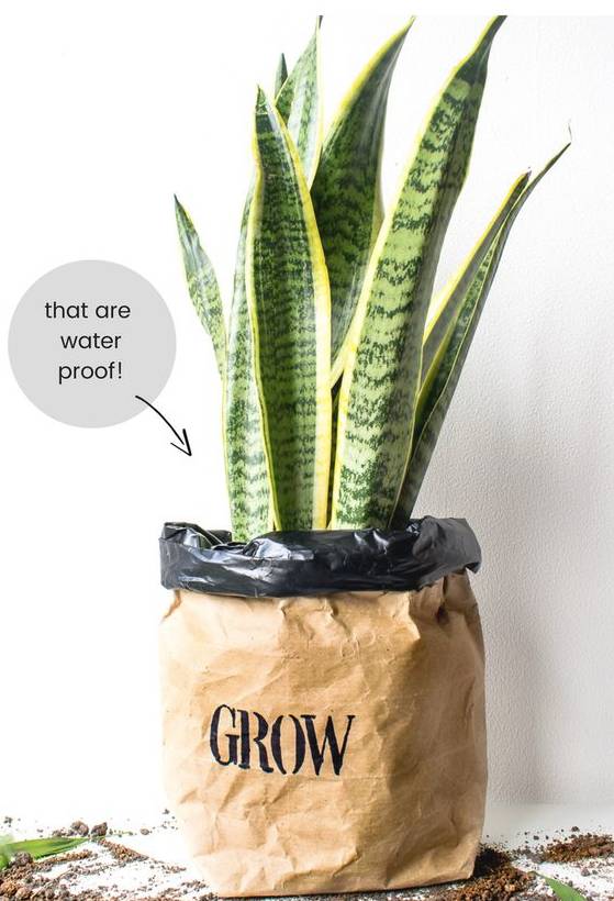 牛皮纸袋这么一套,绿萝都变洋气了 第13张 牛皮纸袋这么一套,绿萝都变洋气了 第13张