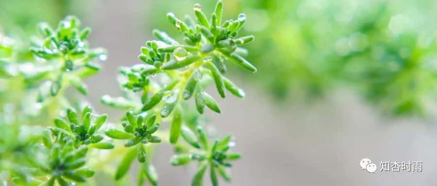 小米袋_一用就会爱上的拍打神器  第19张